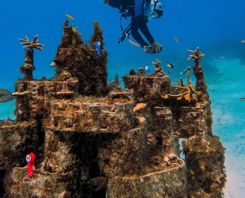 rrreefs Foto 1